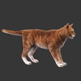 Cat Red Rigged